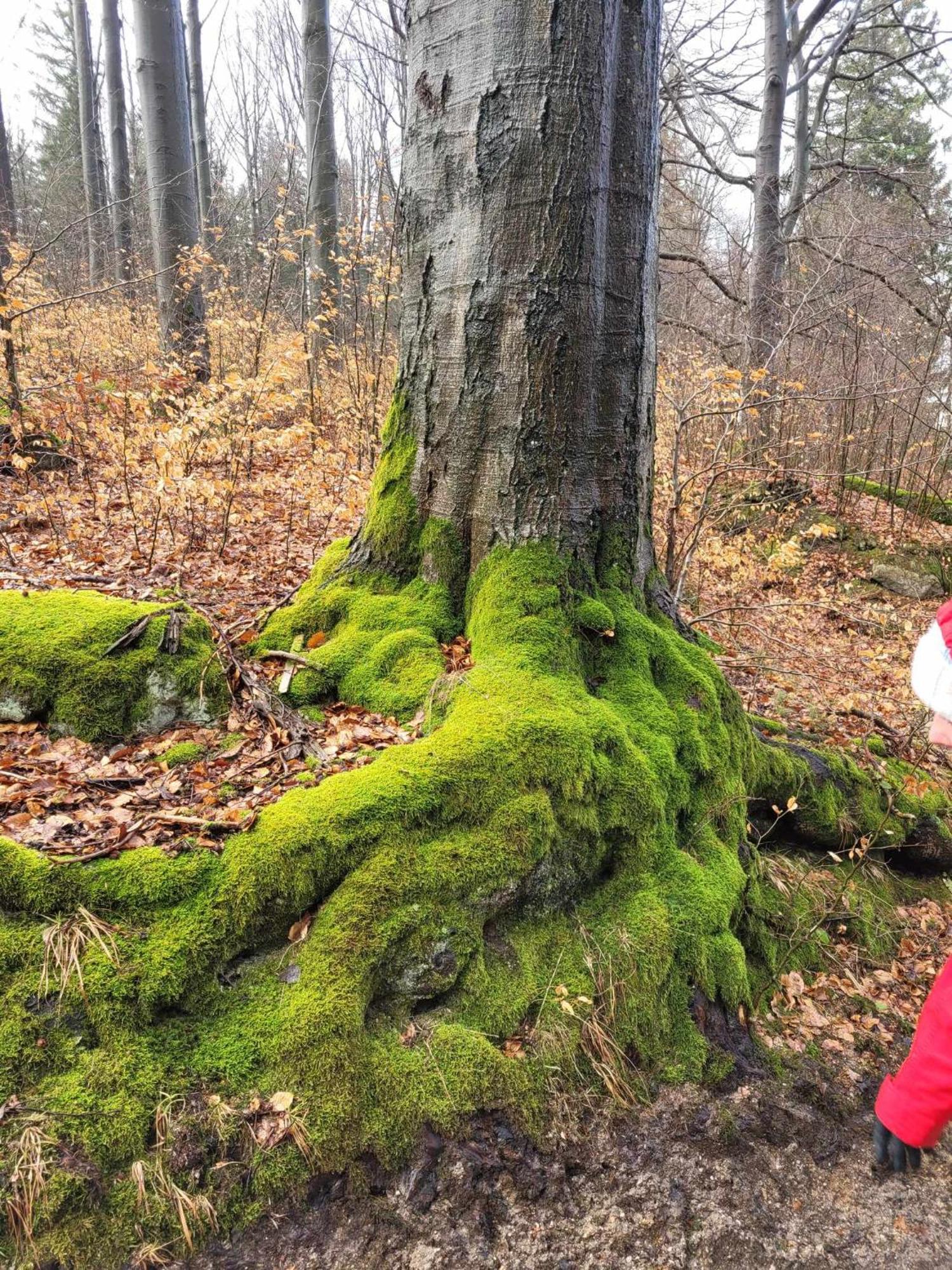 Вилла Omszale Glazy Mossy Rocks Moosige Felsen Zachelmie  Экстерьер фото